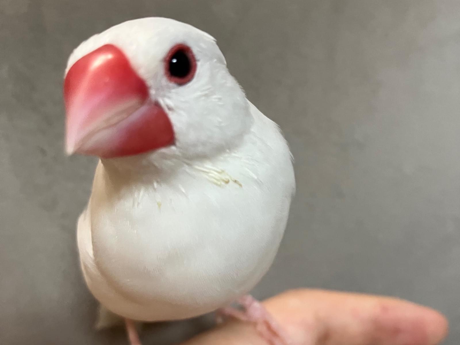 シャリちゃん シャリちゃん