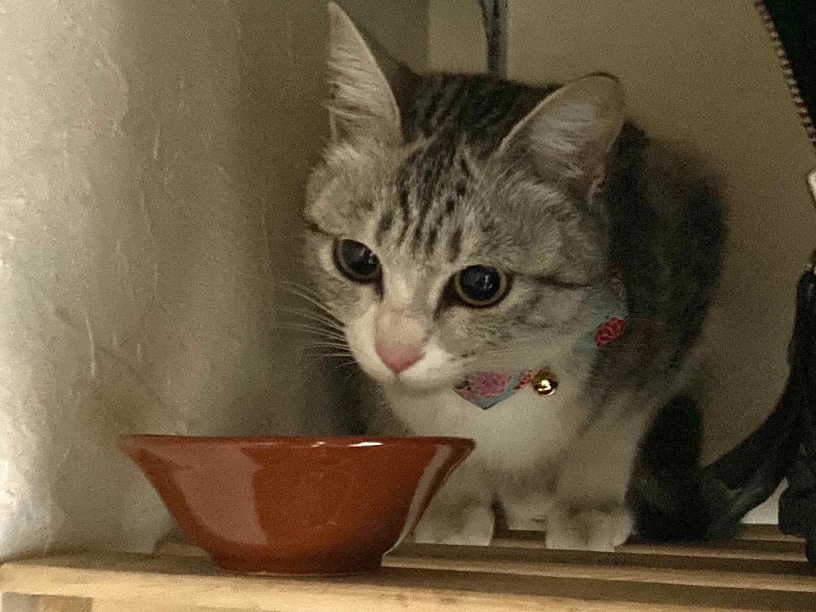 保護された猫 保護された猫