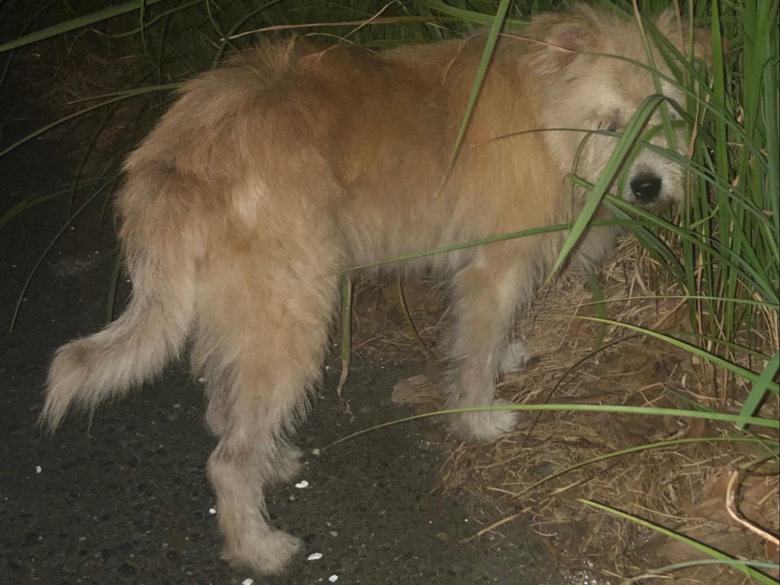 目撃された犬 目撃された犬
