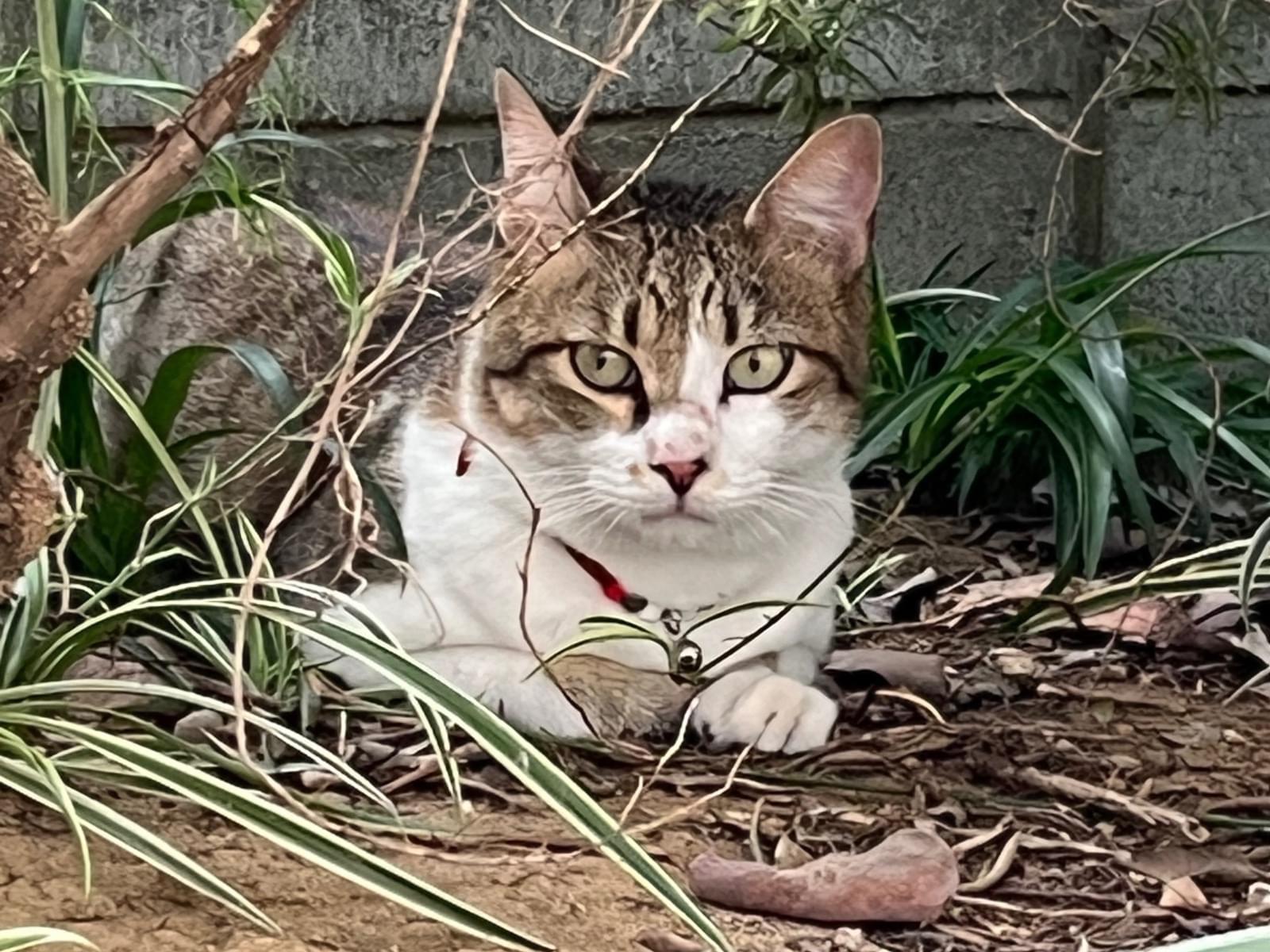 目撃された猫 目撃された猫