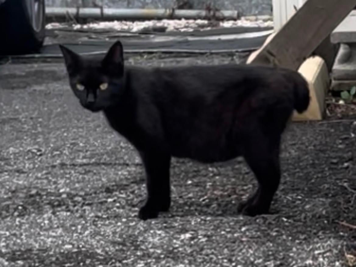 目撃された猫 目撃された猫
