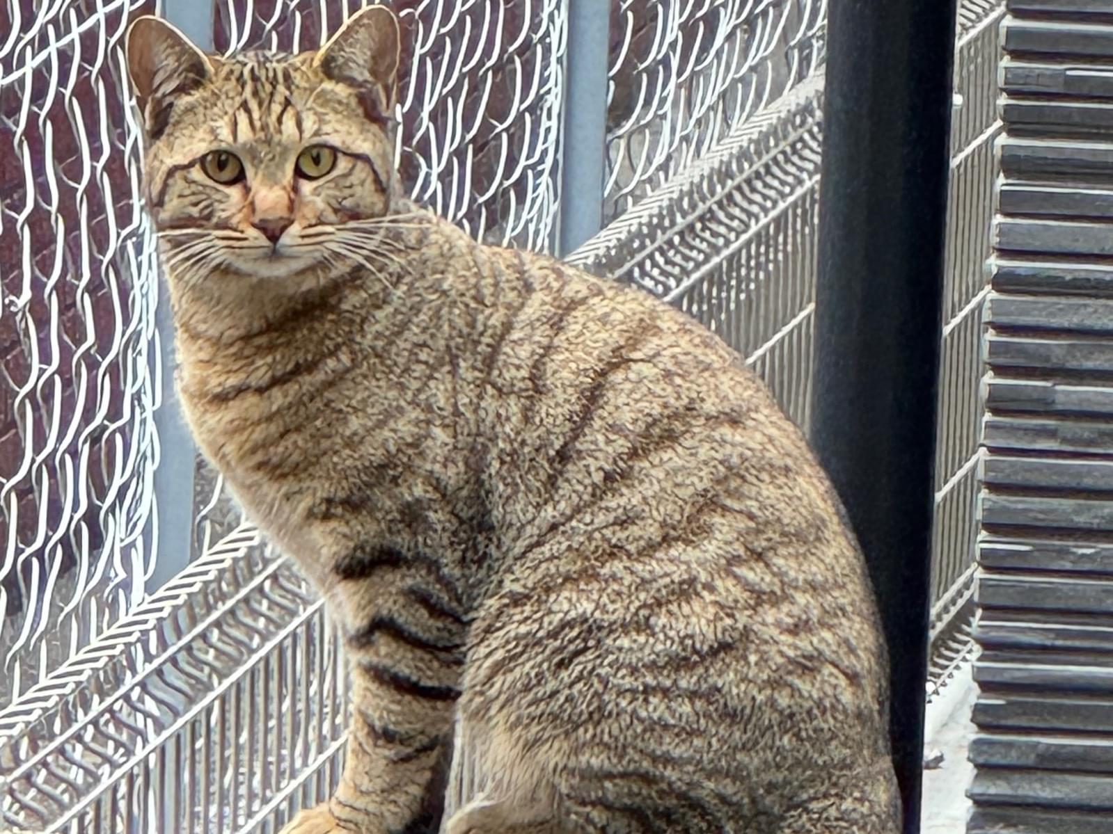 目撃された猫 目撃された猫