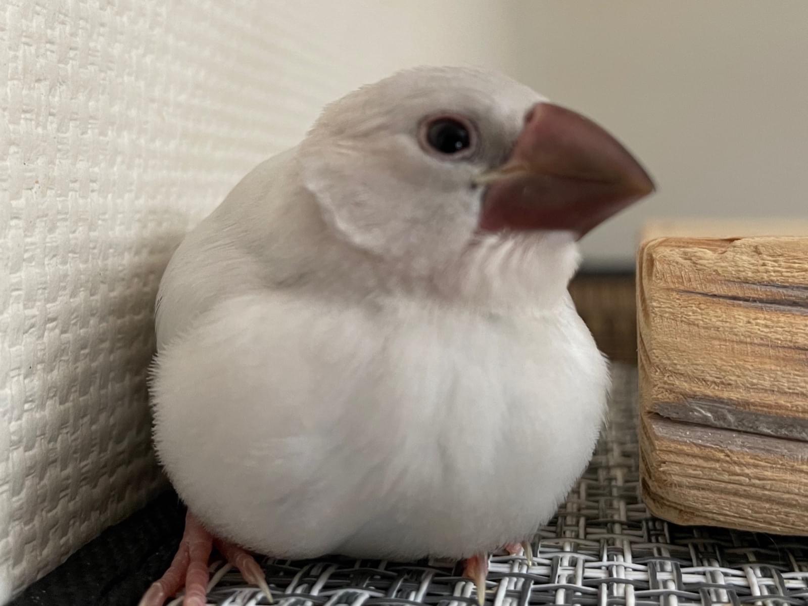 きんちゃん きんちゃん