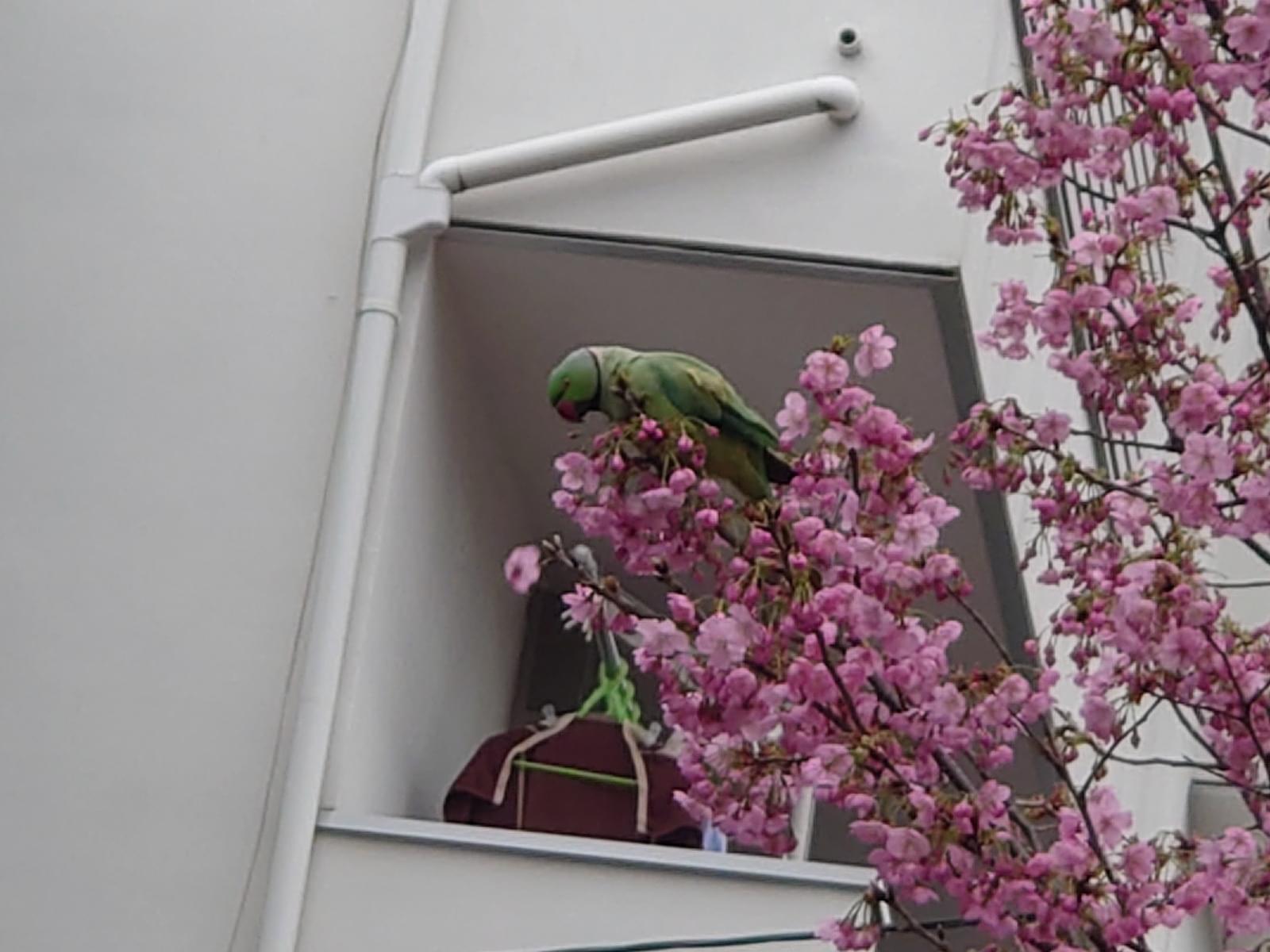目撃された鳥 目撃された鳥