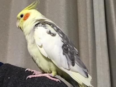 チーちゃん チーちゃん