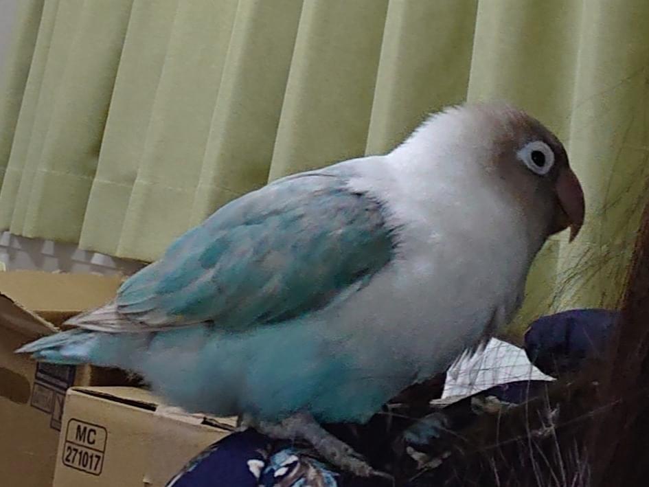 ホワちゃん ホワちゃん