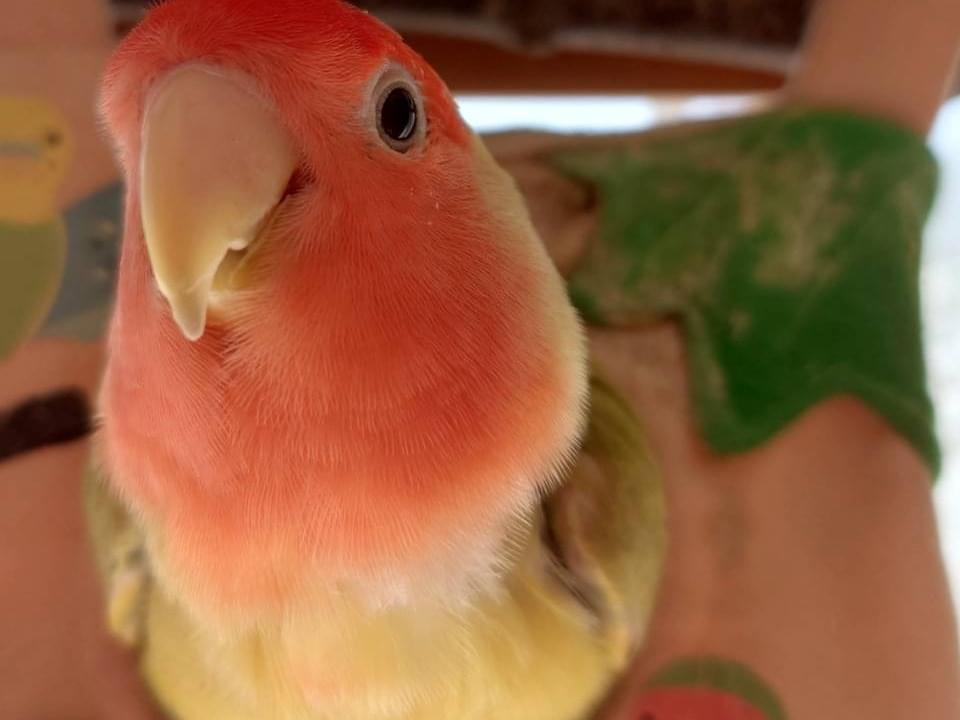 ピー助ちゃん ピー助ちゃん