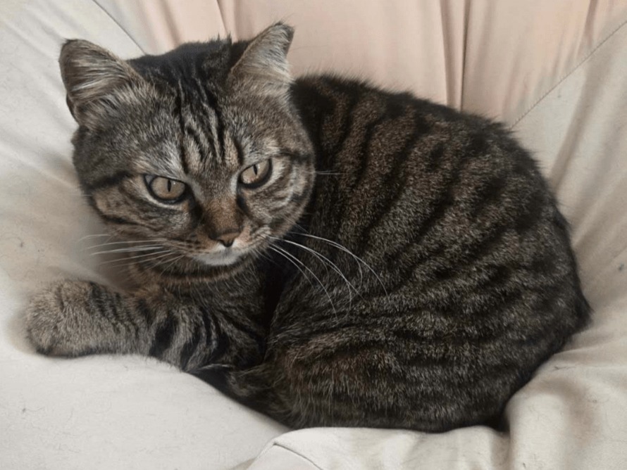 ジトゥイちゃん