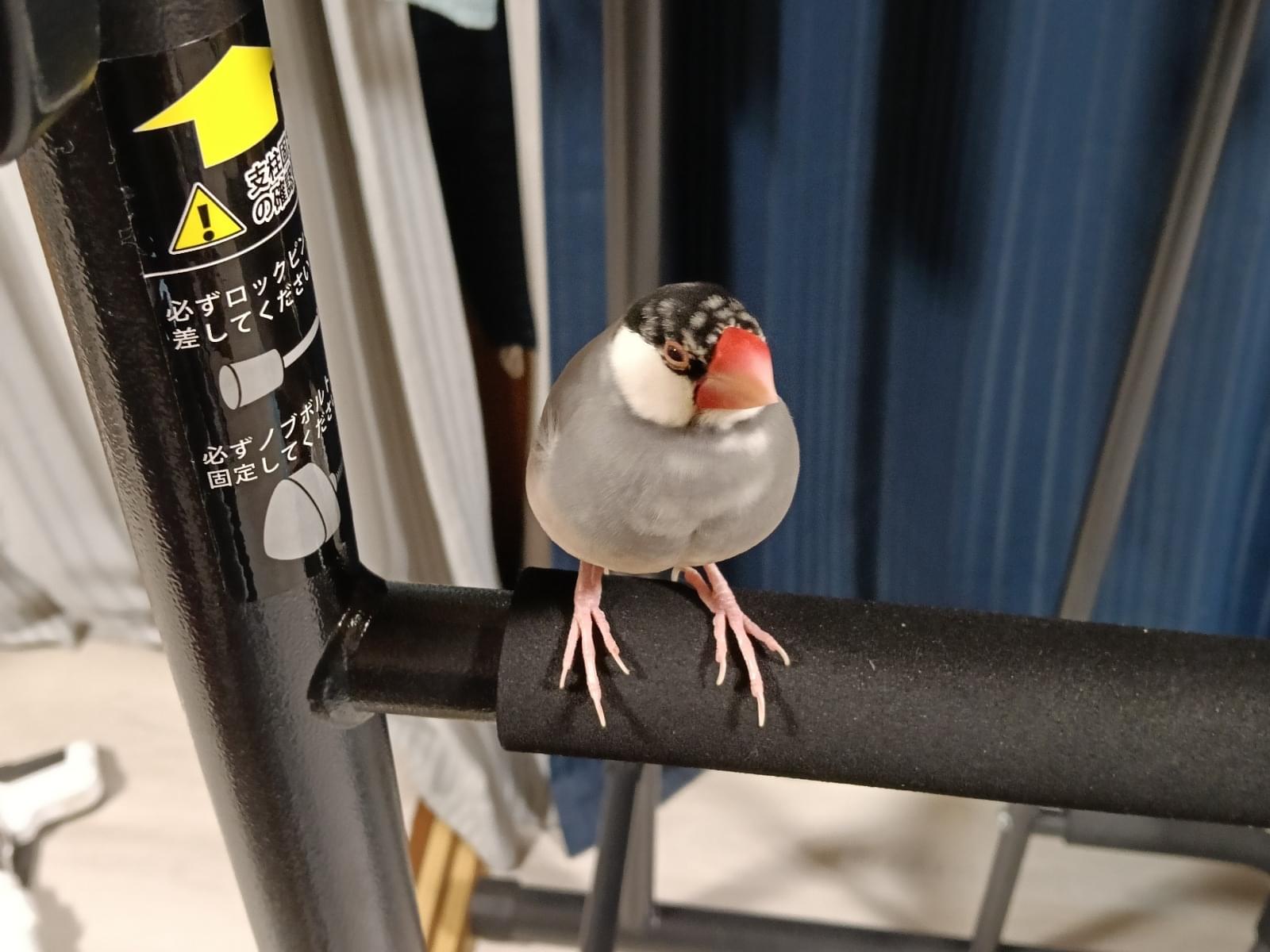 保護された鳥