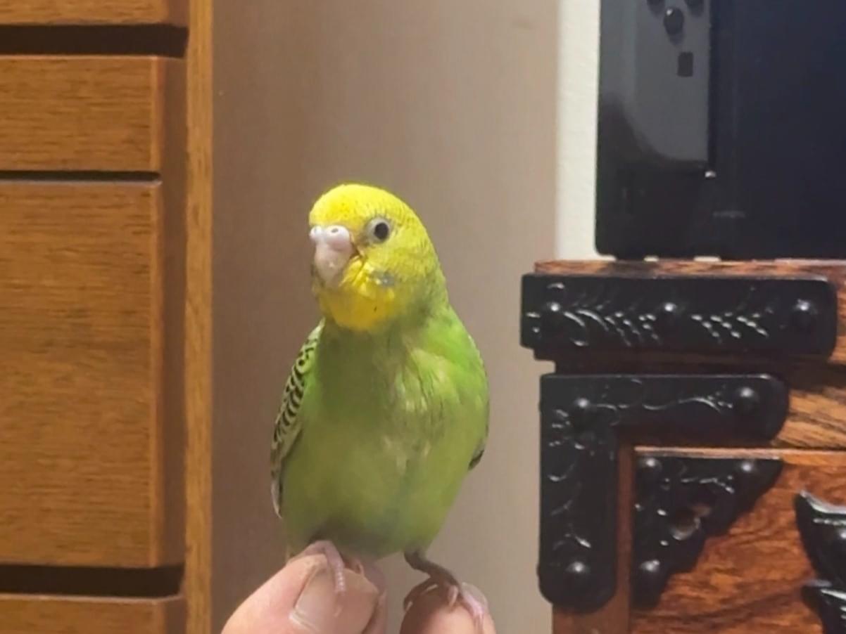 ぺこちゃん ぺこちゃん