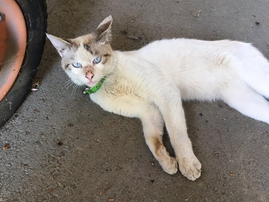 保護された猫 保護された猫