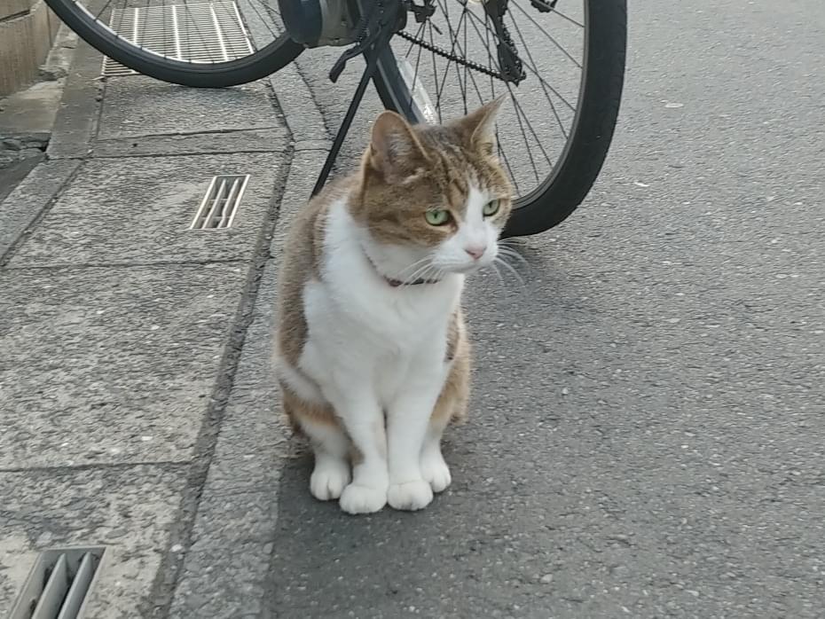 目撃された猫 目撃された猫