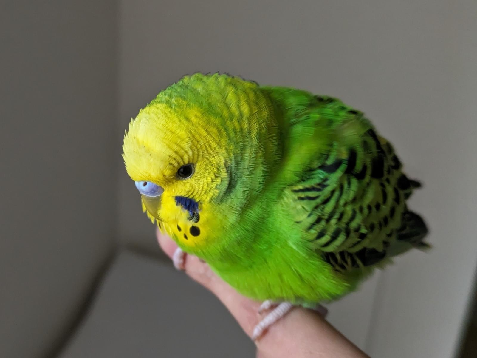 保護された鳥 保護された鳥