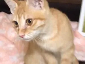 うすい茶トラのメス猫ずっと探してます