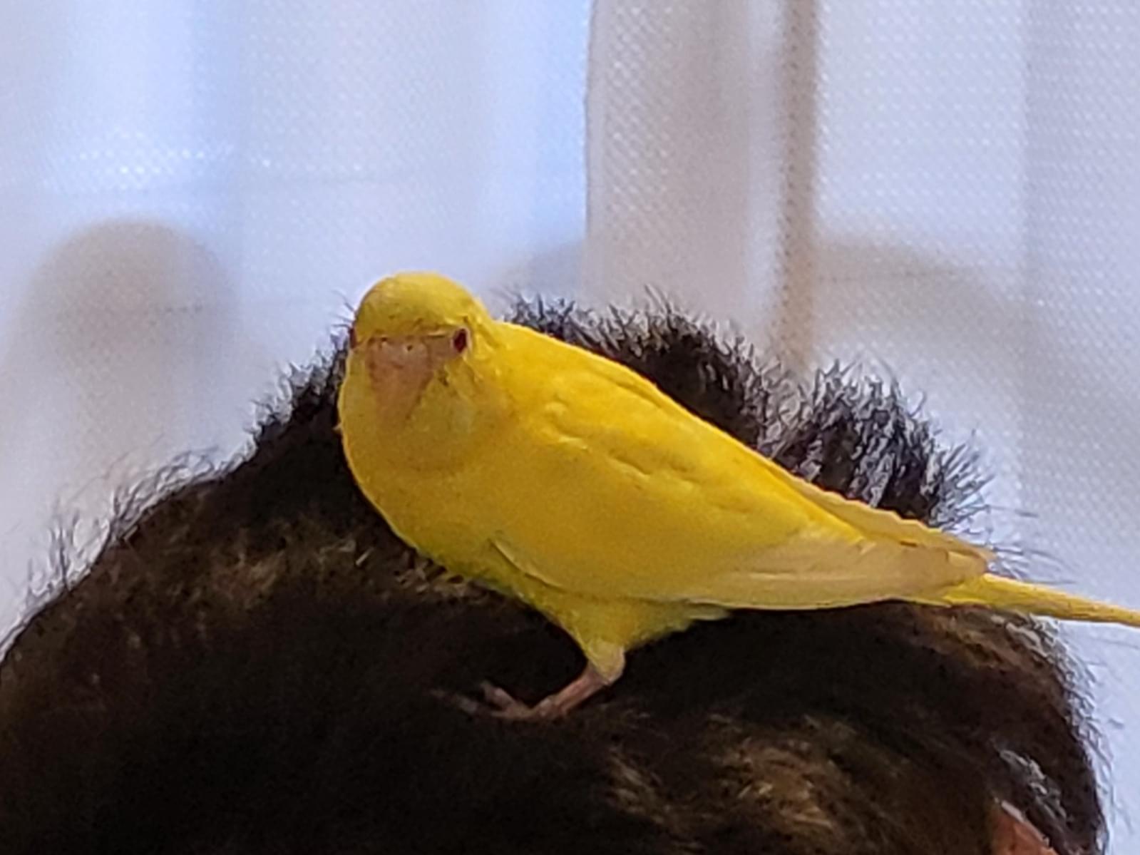 保護された鳥 保護された鳥