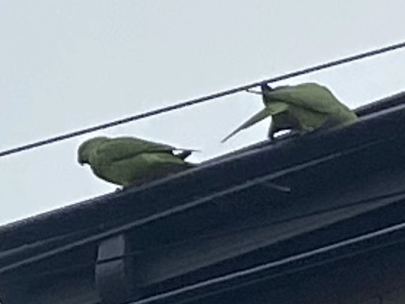 目撃された鳥 目撃された鳥