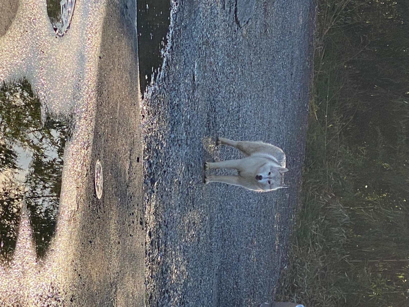 目撃された犬 目撃された犬