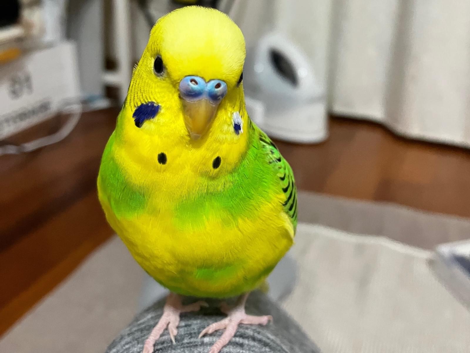 ビスコちゃん ビスコちゃん