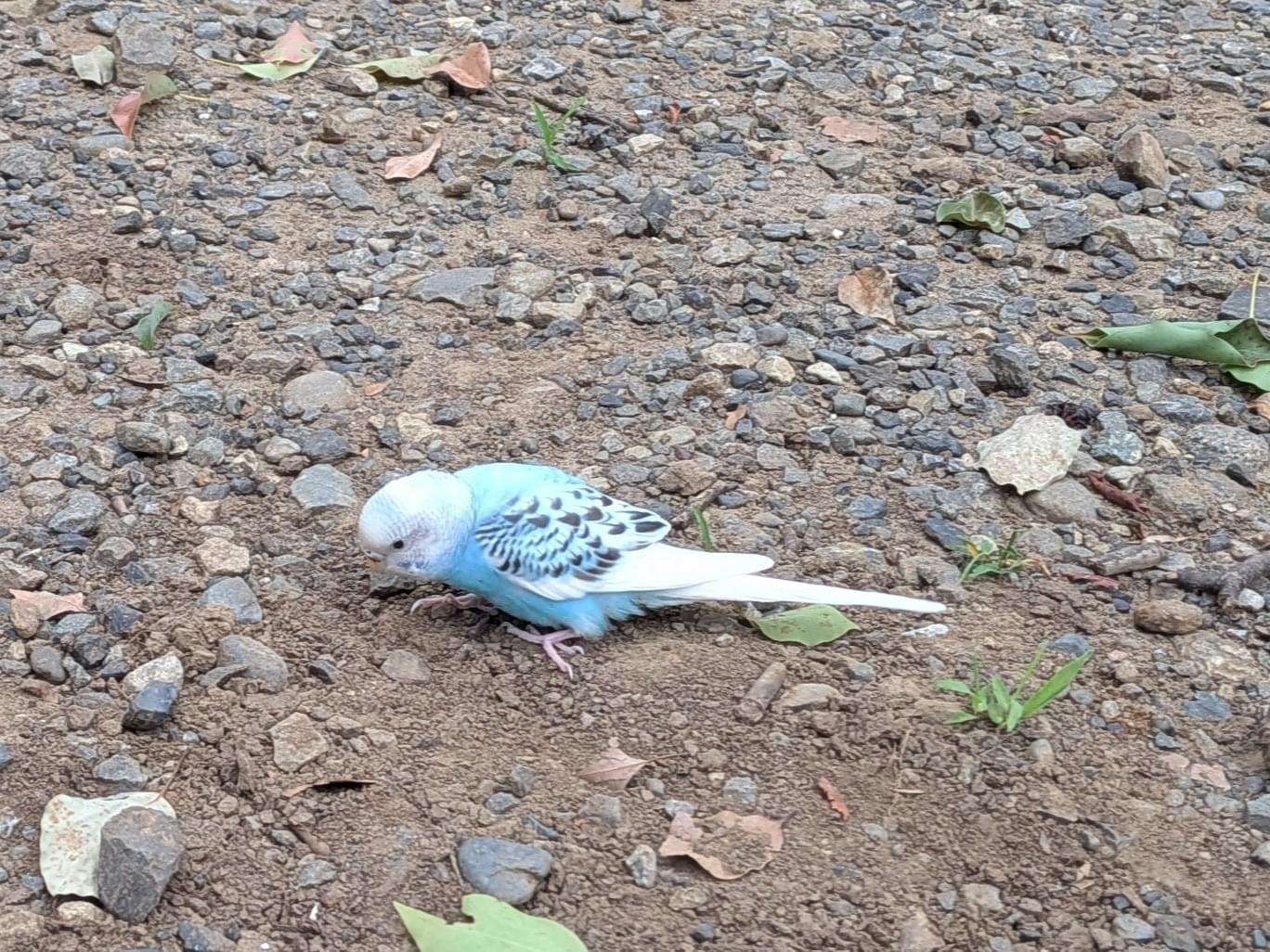目撃された鳥 目撃された鳥