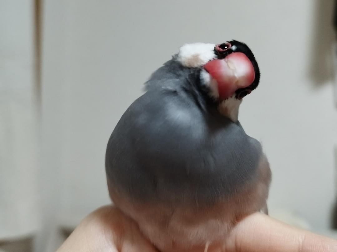ぴのちゃん ぴのちゃん