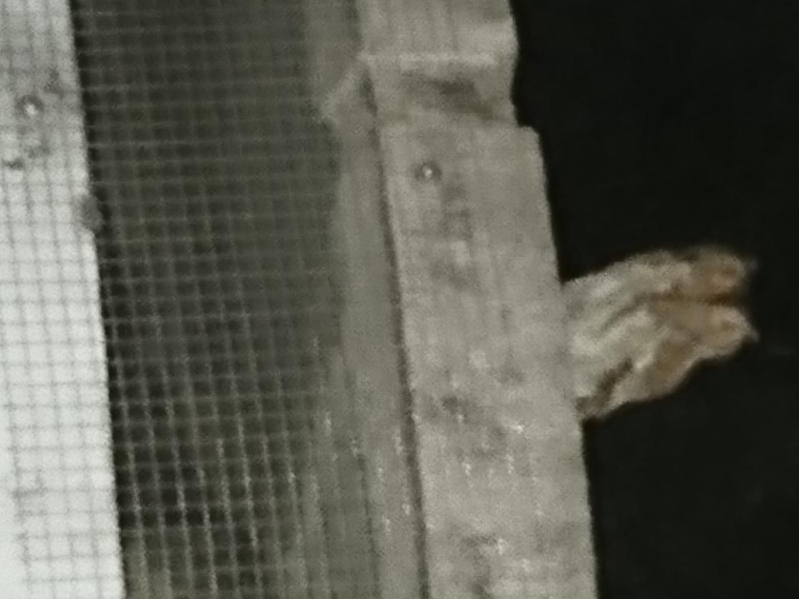 目撃された鳥 目撃された鳥