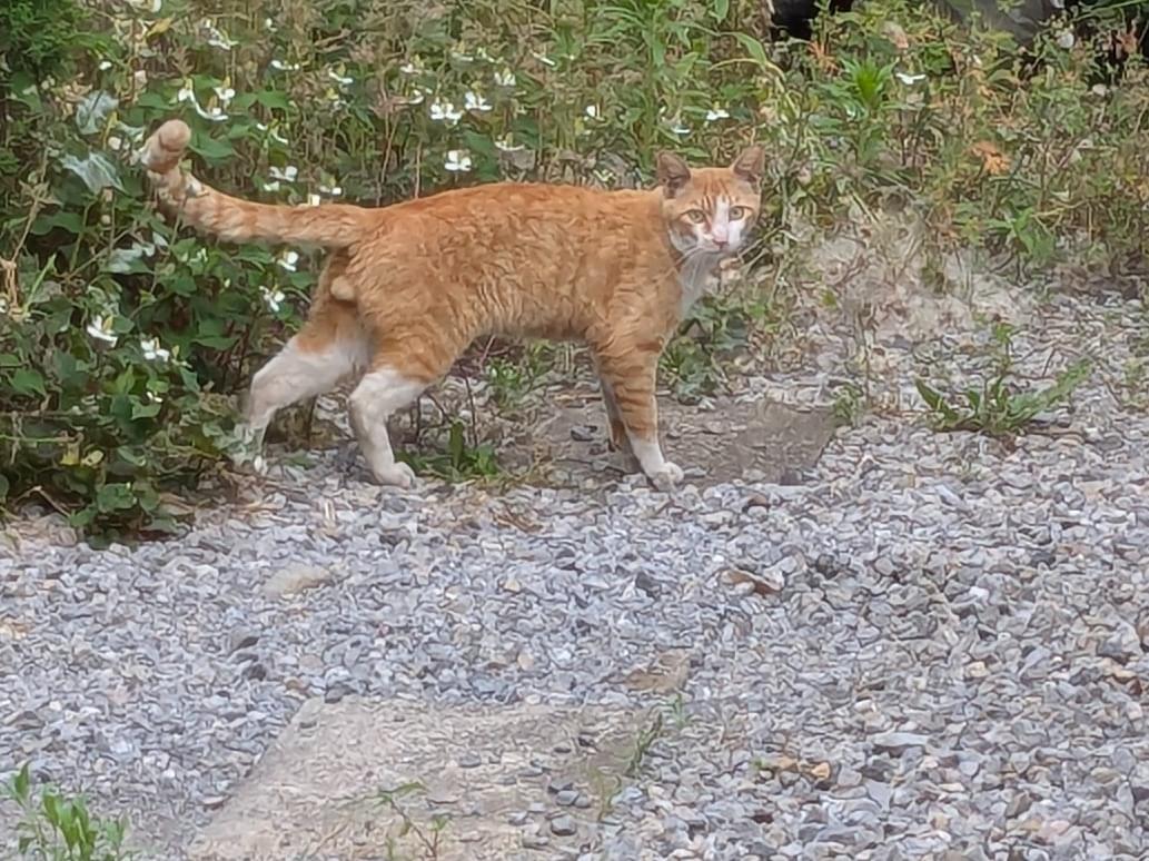 目撃された猫 目撃された猫