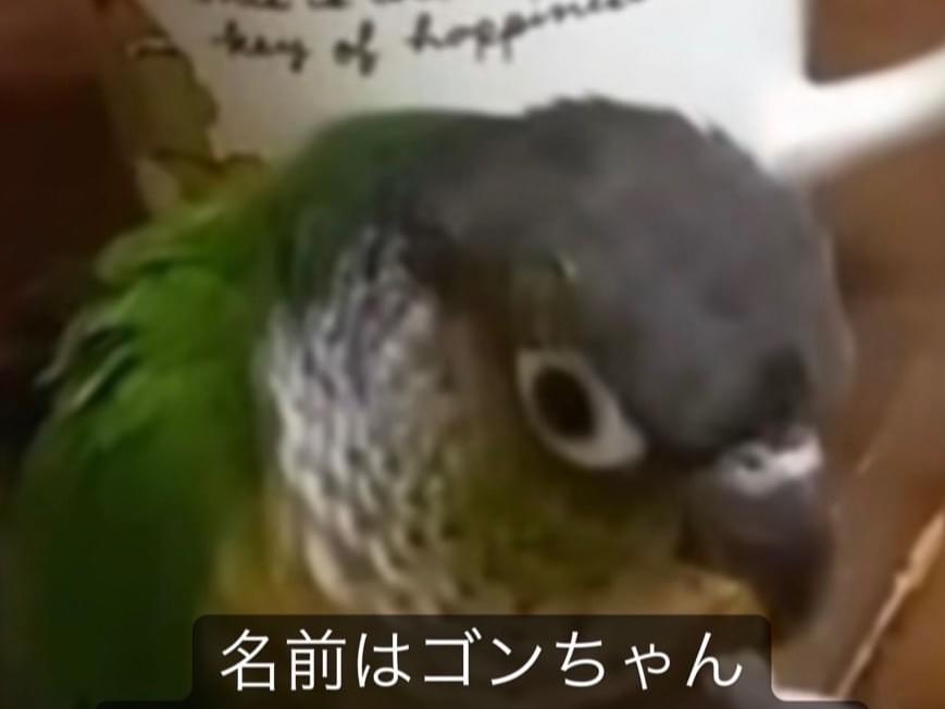 ゴンちゃん ゴンちゃん