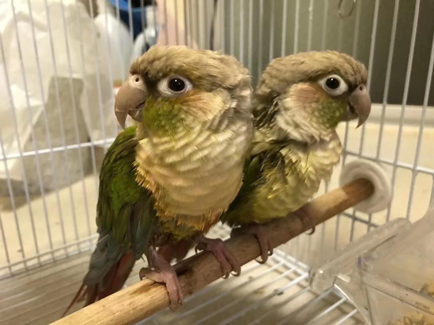 トゥンクワちゃん トゥンクワちゃん
