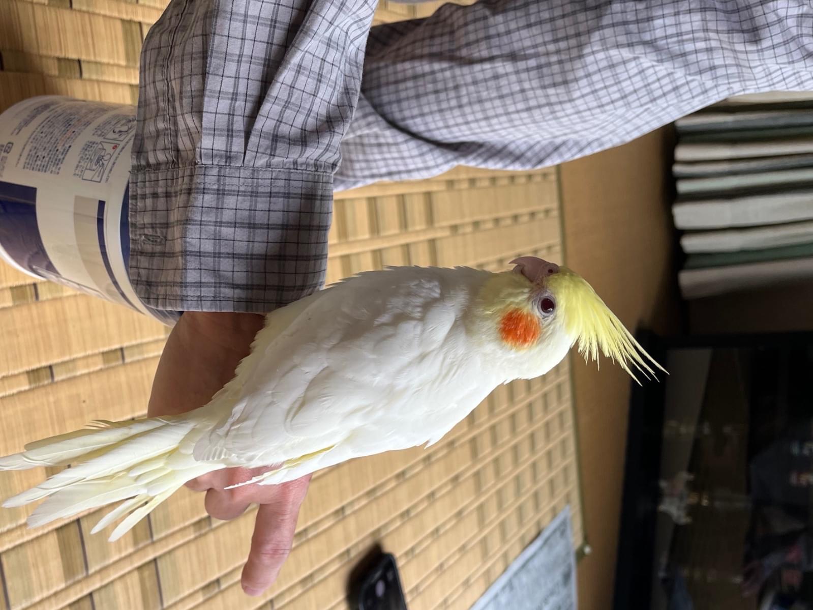 キューちゃん キューちゃん