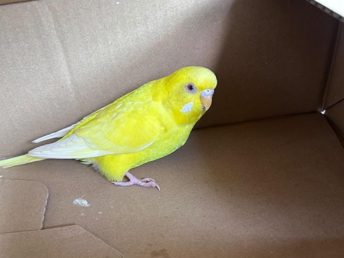 保護された鳥 保護された鳥