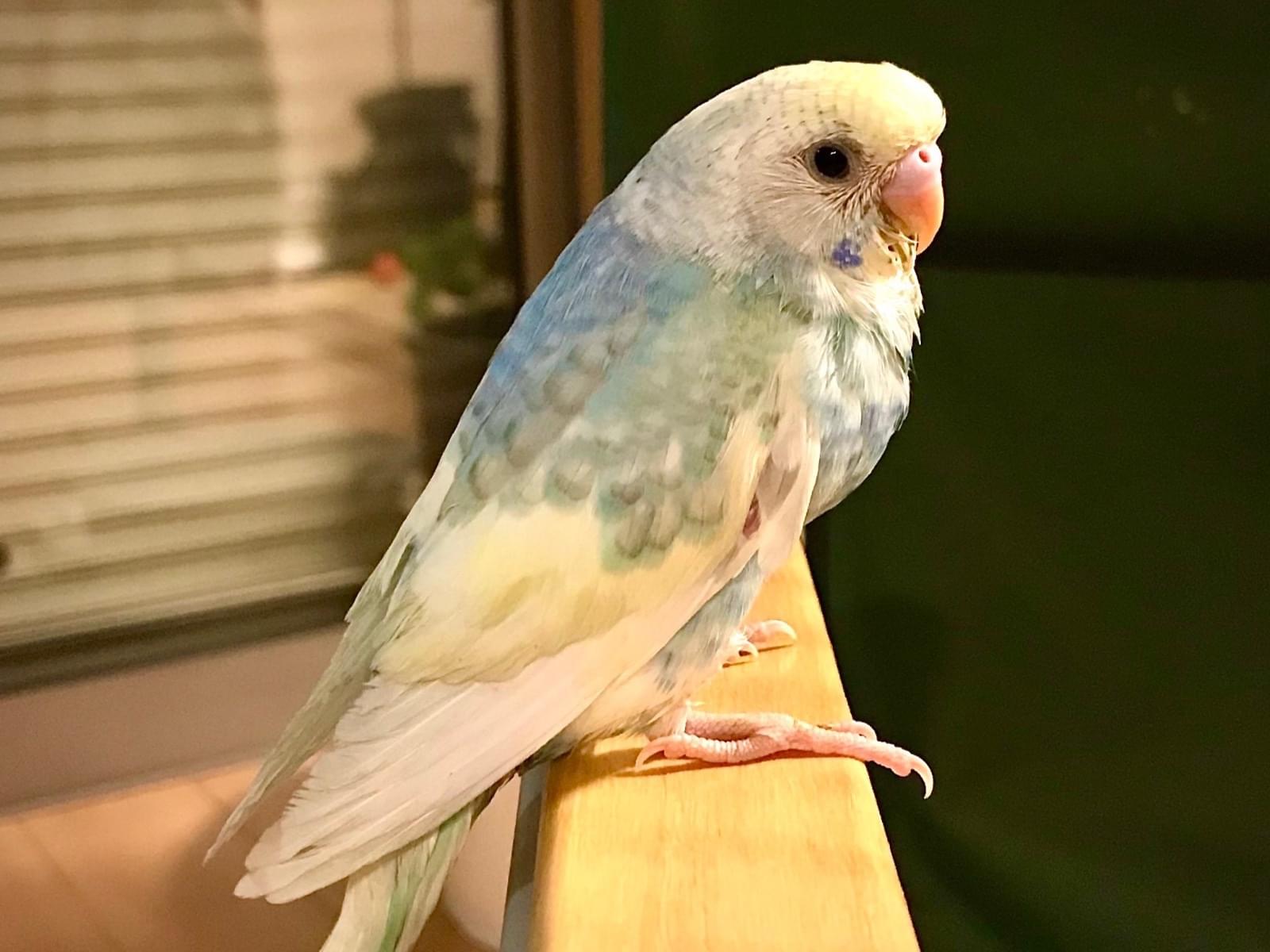 ぴよちゃん ぴよちゃん