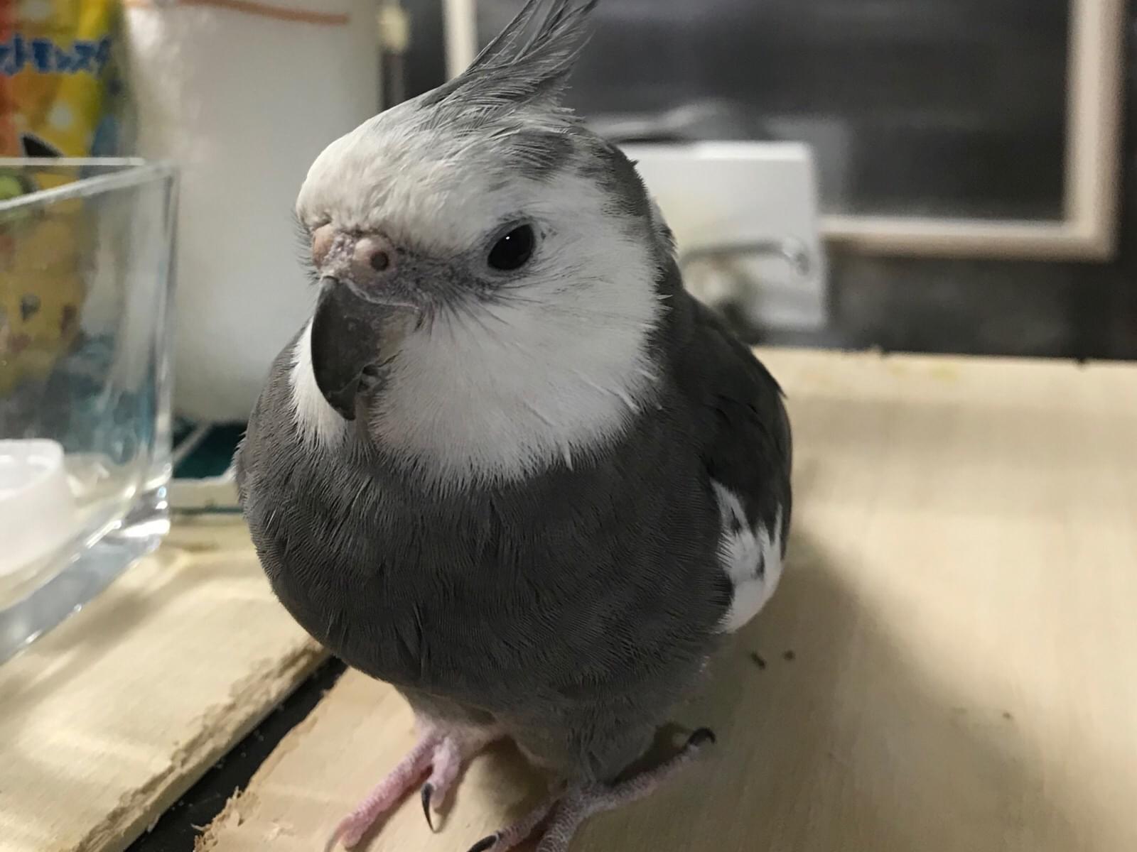 はびちゃん はびちゃん