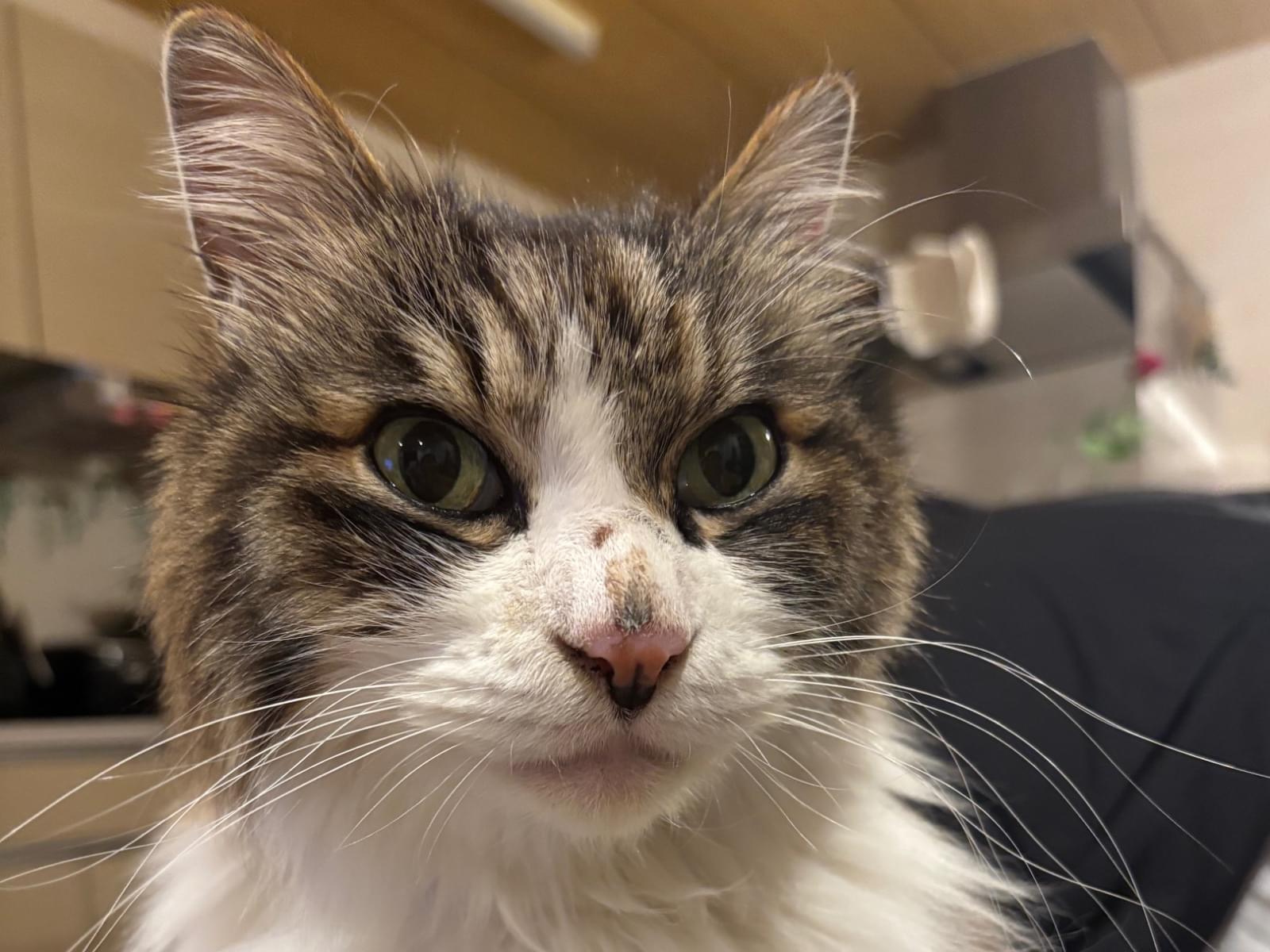 保護された猫 保護された猫
