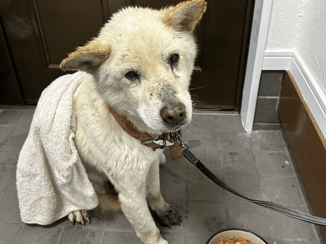 保護された犬 保護された犬