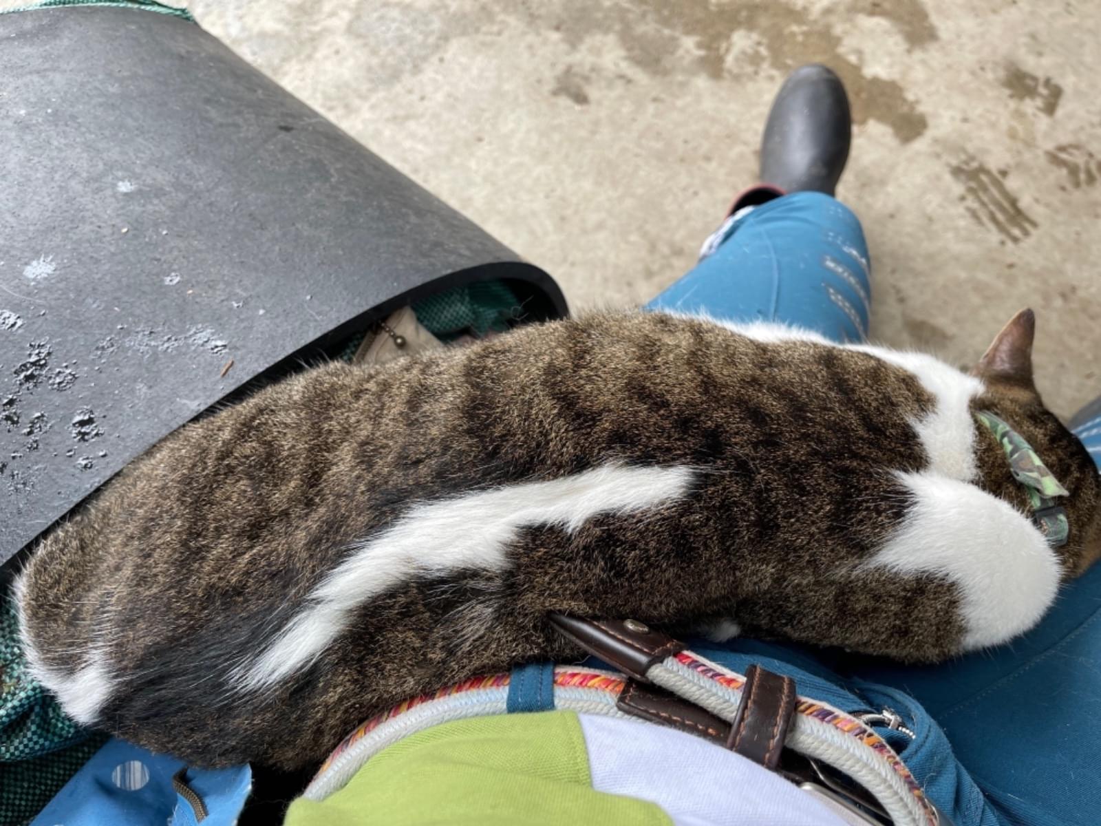 目撃された猫 目撃された猫