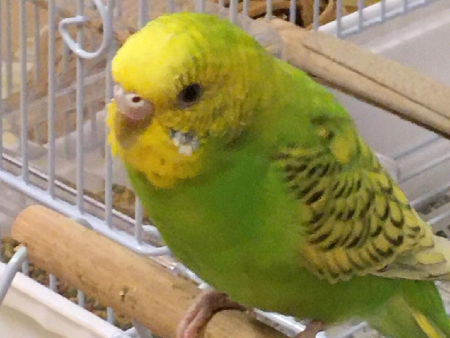 ライちゃん ライちゃん