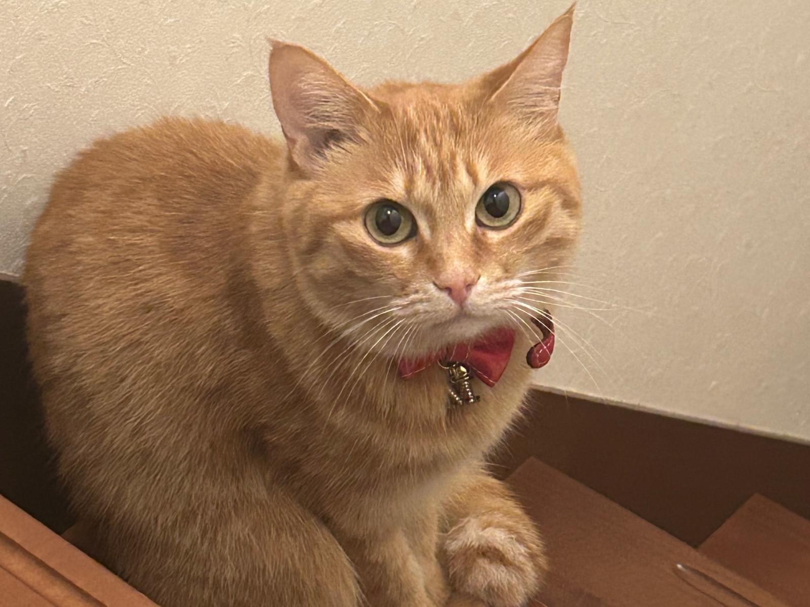 マロンちゃん マロンちゃん