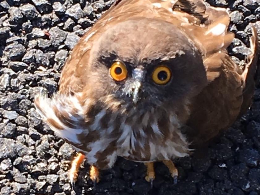 目撃された鳥 目撃された鳥