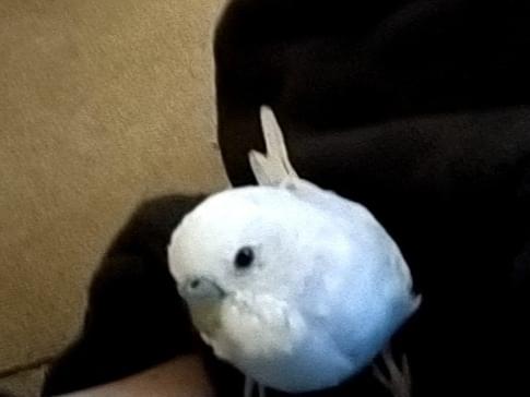 ツムギちゃん ツムギちゃん