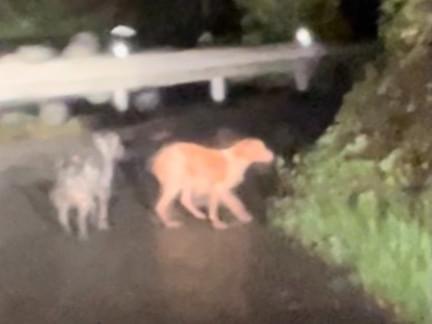 目撃された犬 目撃された犬
