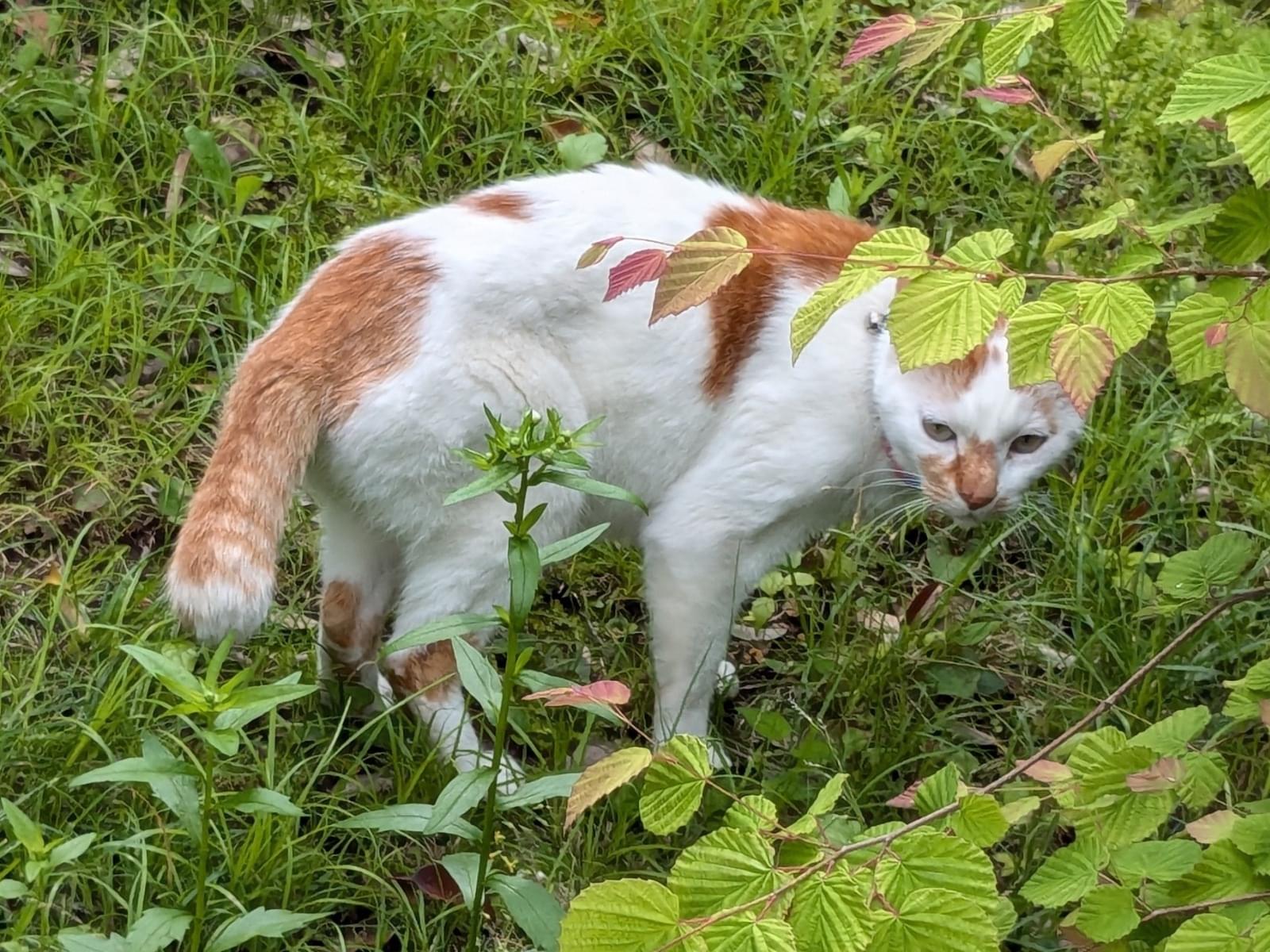 目撃された猫 目撃された猫