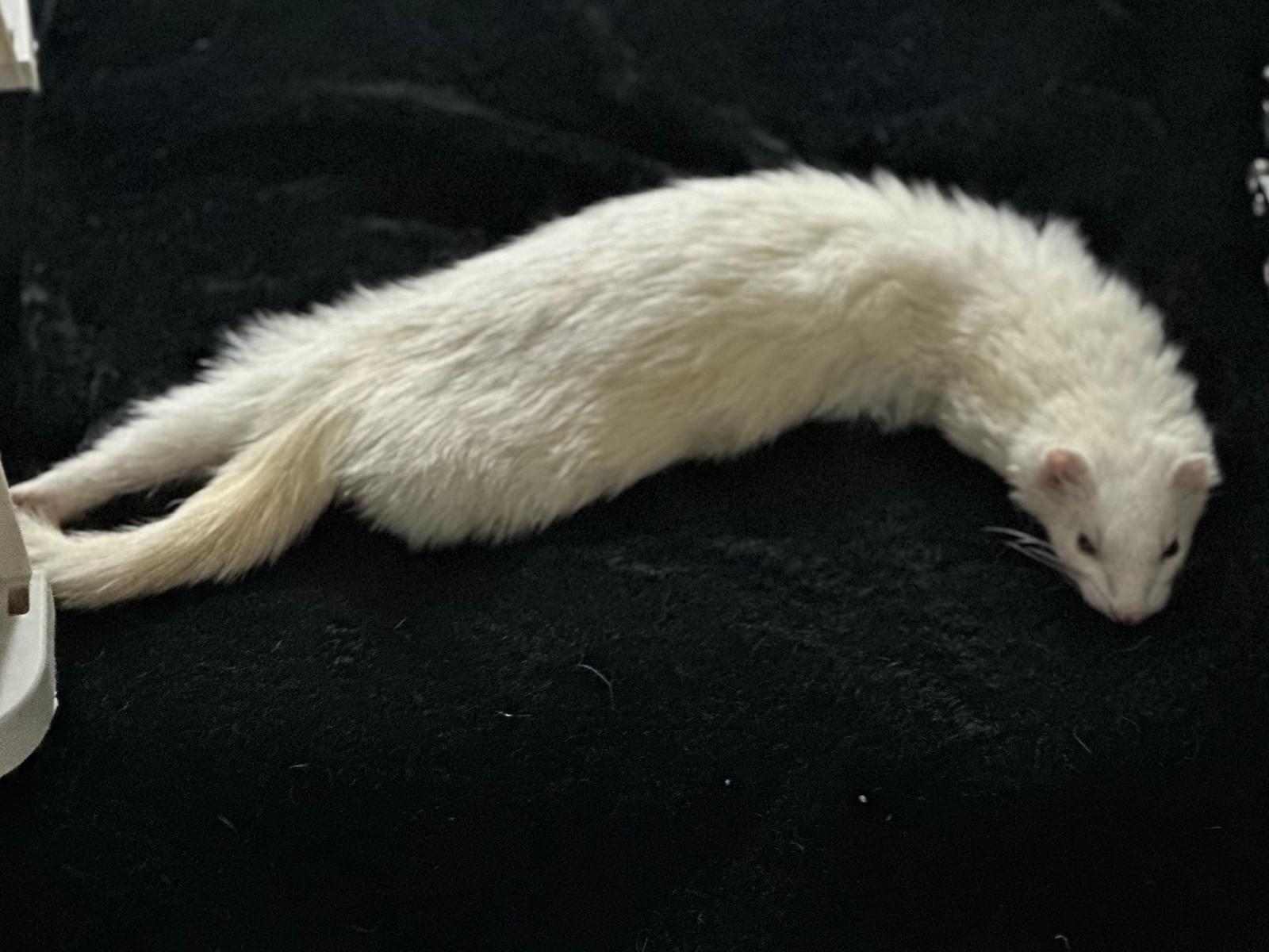 クラッカーちゃん