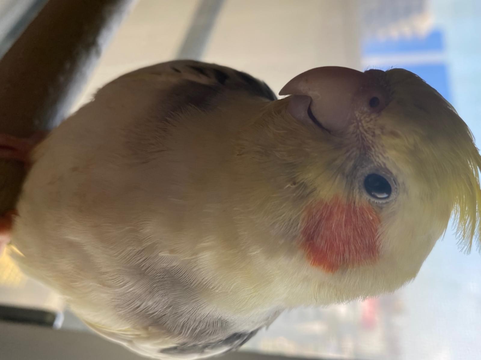 ポコちゃん ポコちゃん