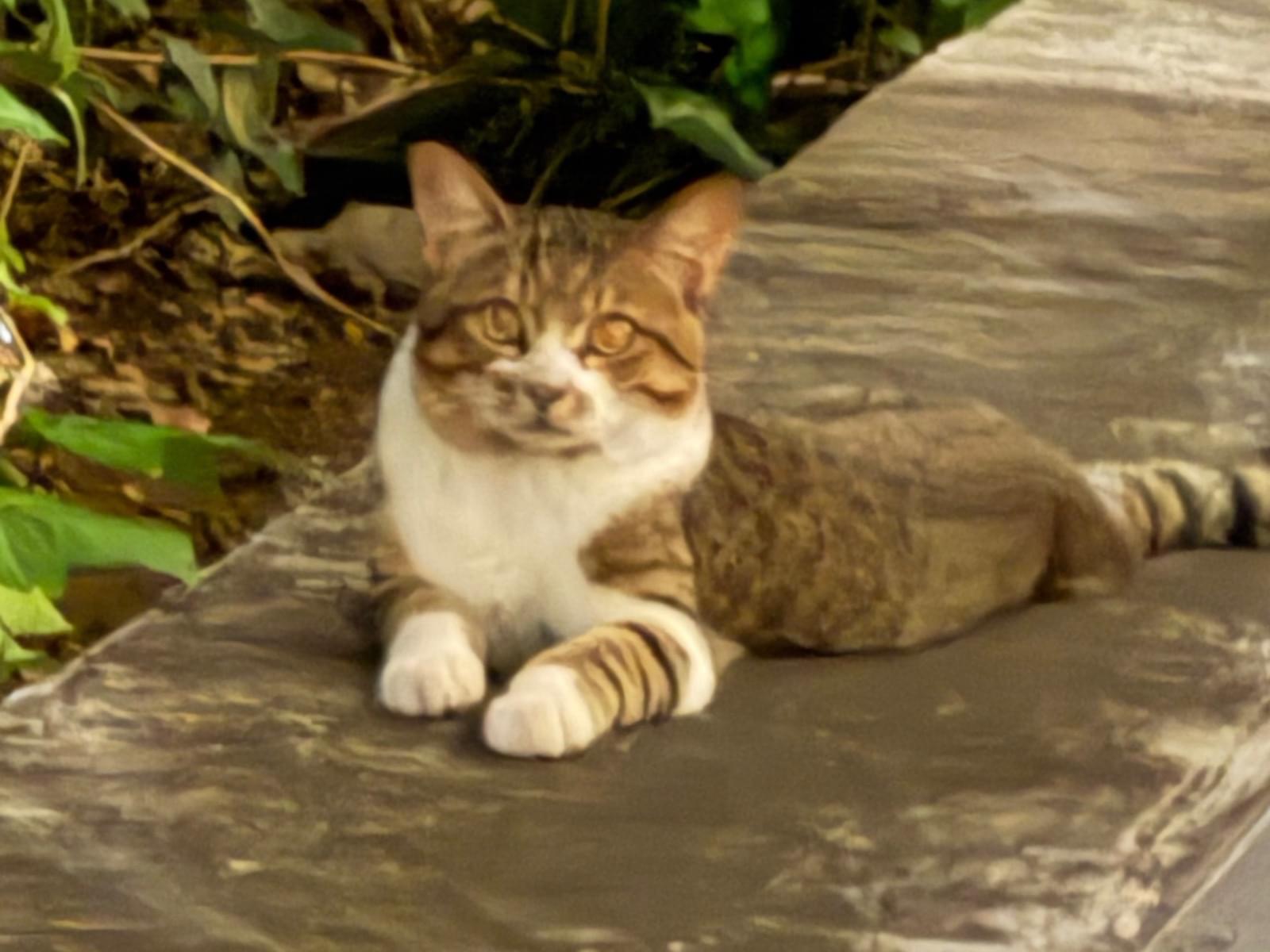 目撃された猫 目撃された猫