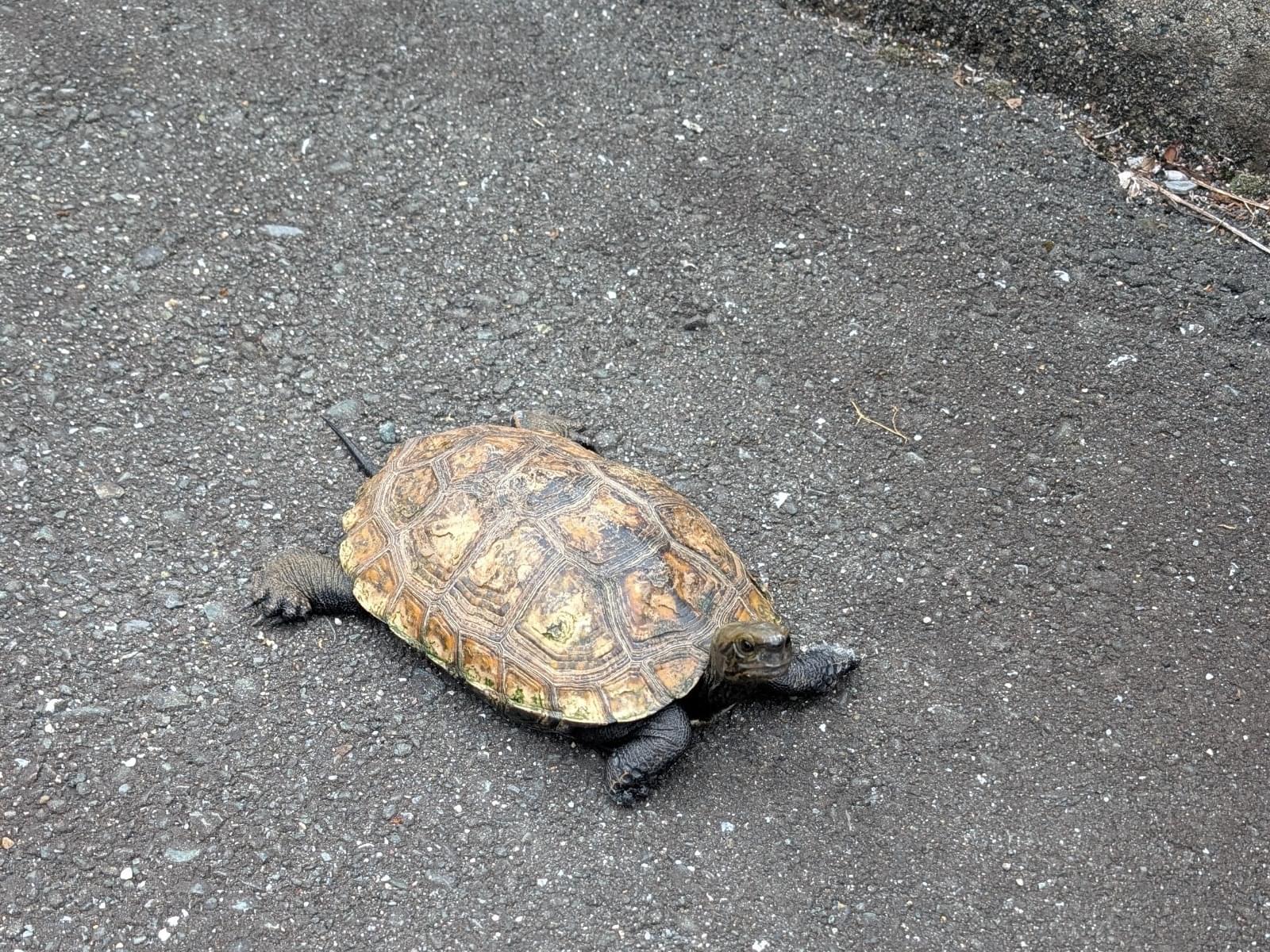 目撃されたペット