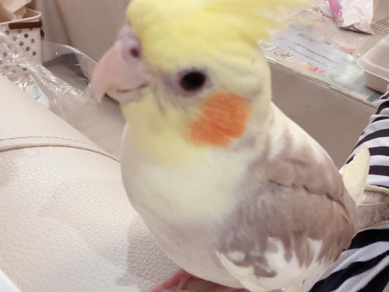 きゅーちゃん きゅーちゃん
