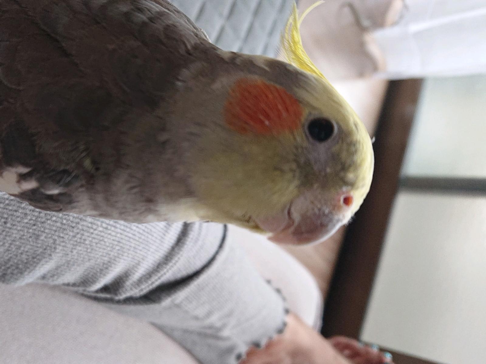 ふくちゃん ふくちゃん