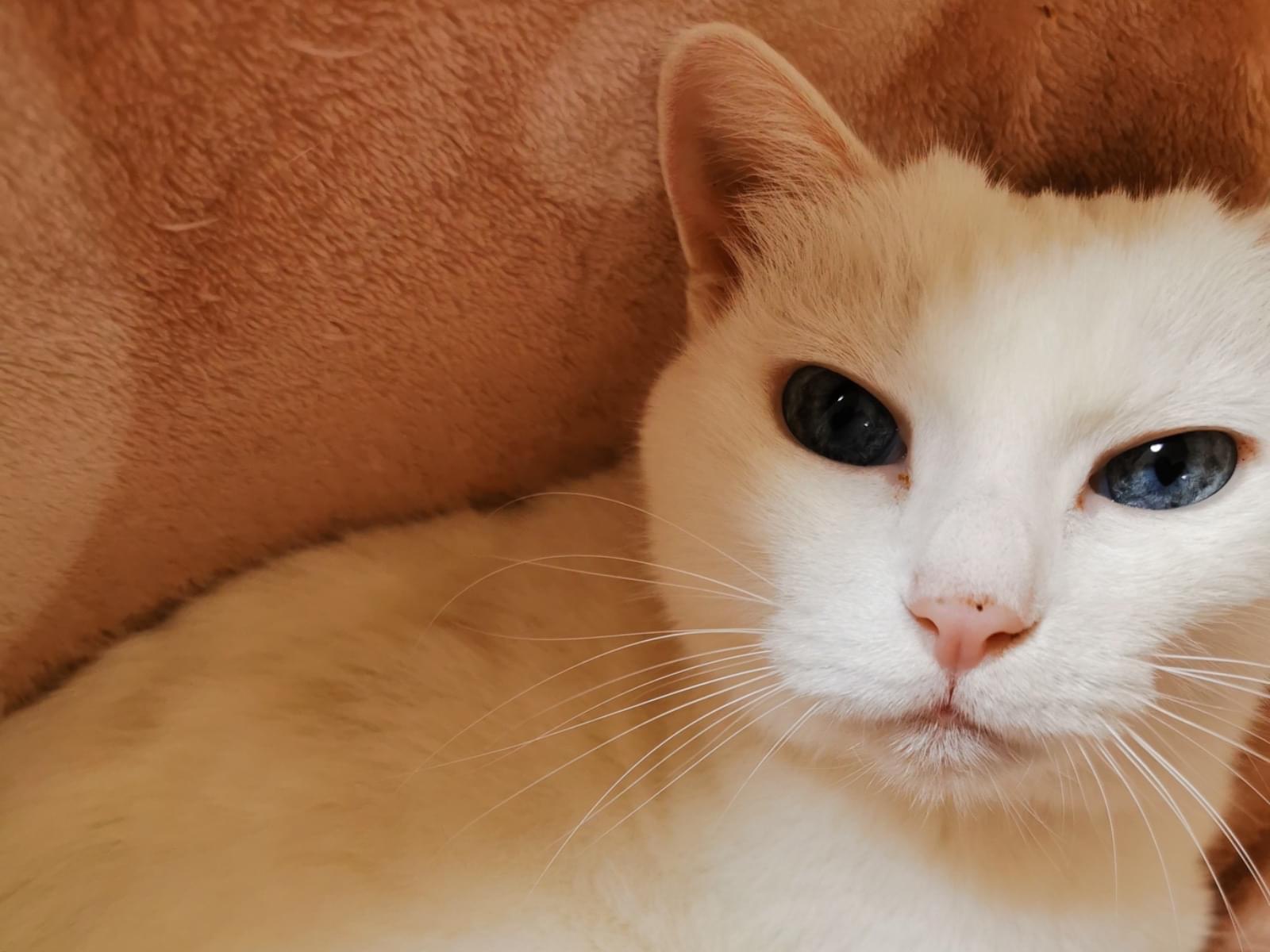 保護された猫 保護された猫