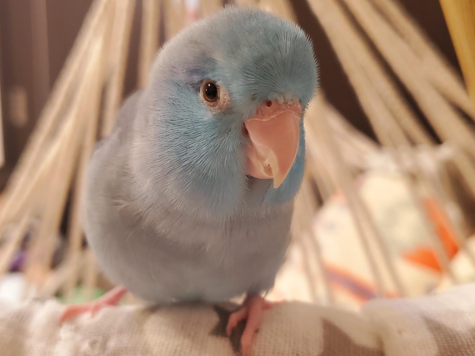 まめちゃん まめちゃん
