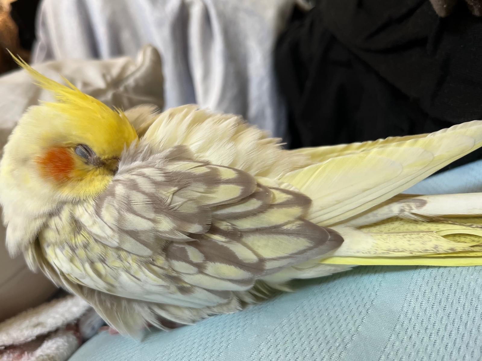 きびちゃん きびちゃん